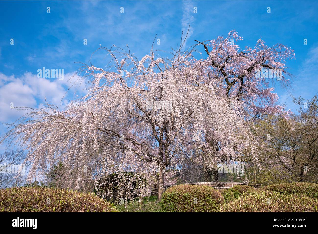 Großer Sakura-Baum blüht Stockfoto