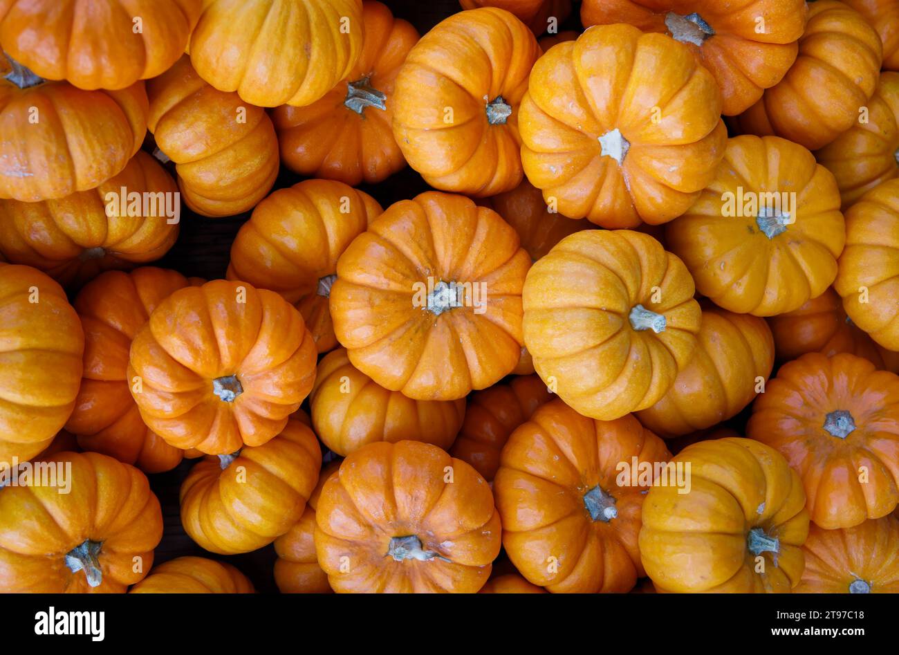 Eine große Anzahl von Kürbissen im Supermarkt. Stockfoto