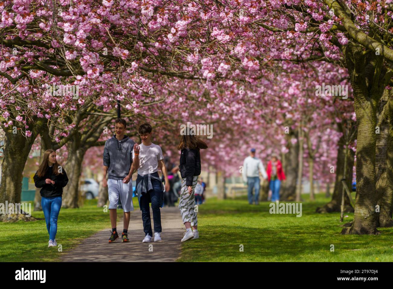 Zwei junge weibliche und männliche Erwachsene schlendern durch einen Park unter einem Baldachin mit rosa Kirschblüten, Harrogate, Yorkshire, England, Großbritannien. Stockfoto