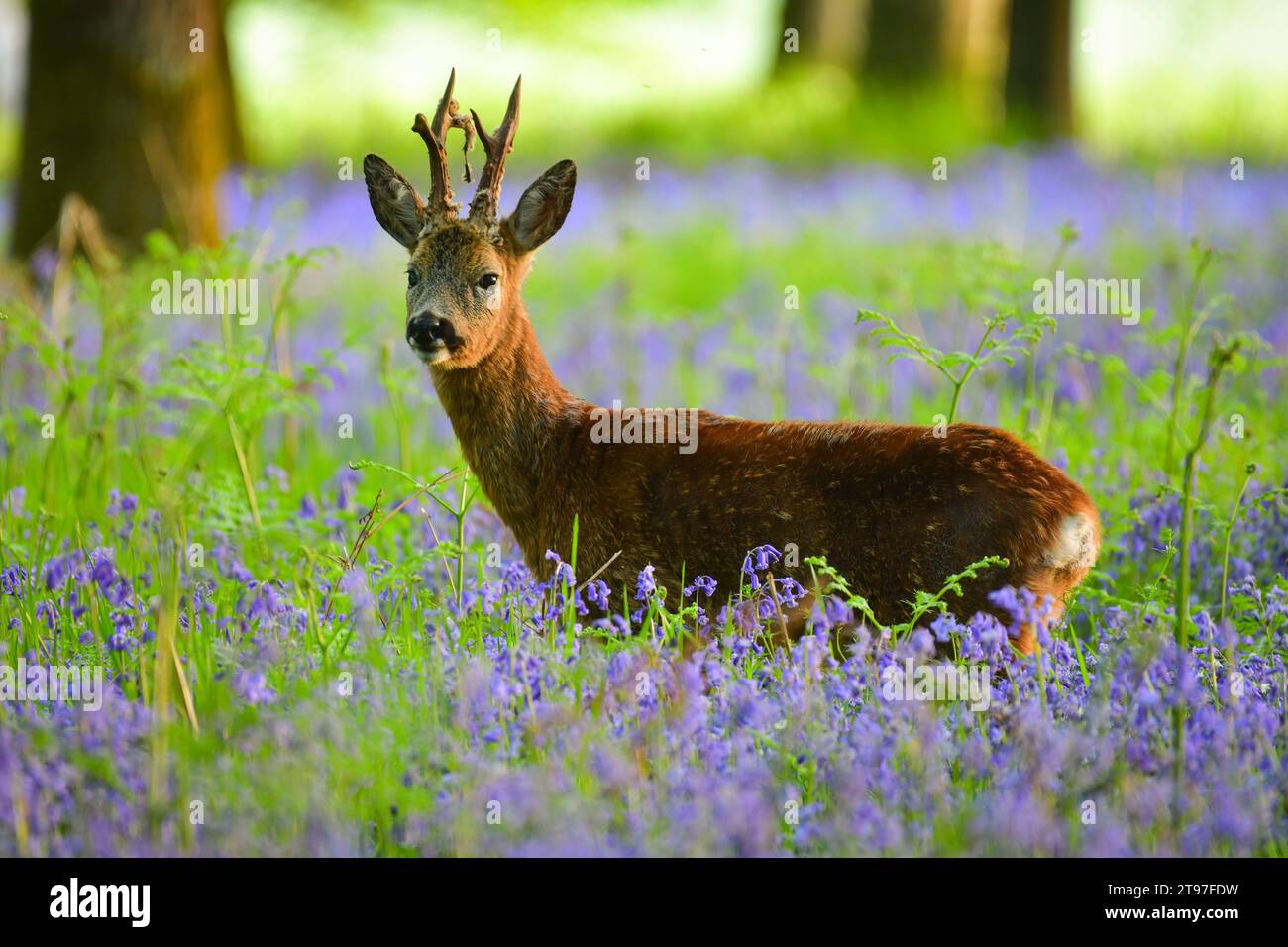 Rehe im Blauglockenwald an einem Frühlingsmorgen in Dorset Stockfoto