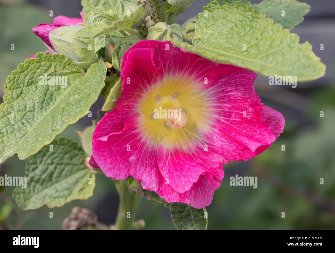 Rosa Hollyhock Blüten im Garten Stockfoto