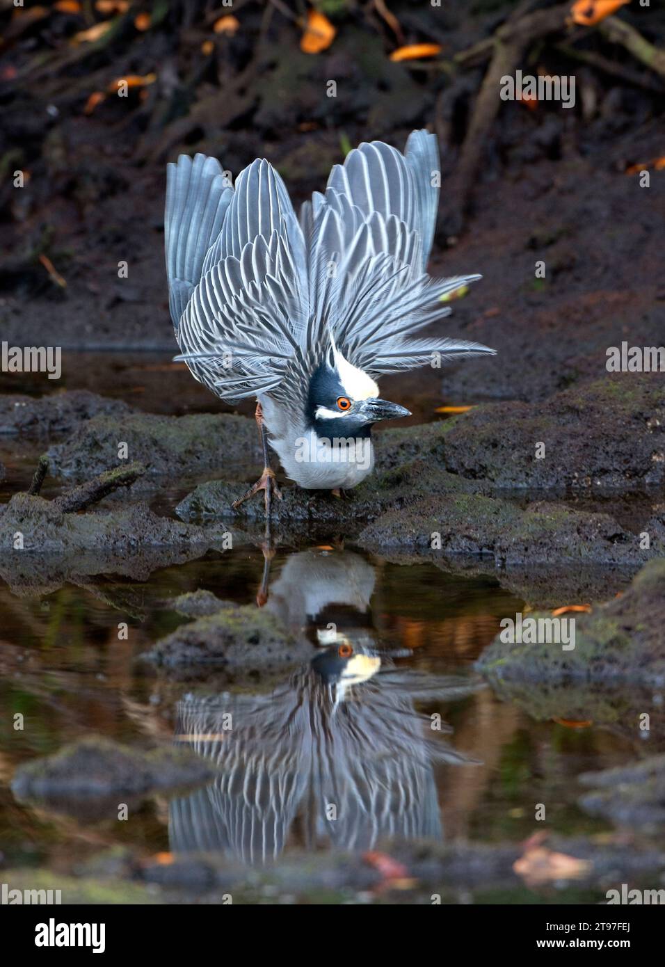 Gelb-gekrönter Nachtreiher (Nyctanassa Violacea) im Mangrovensumpf. Ding Darling National Wildlife Refuge, Florida, USA. Stockfoto