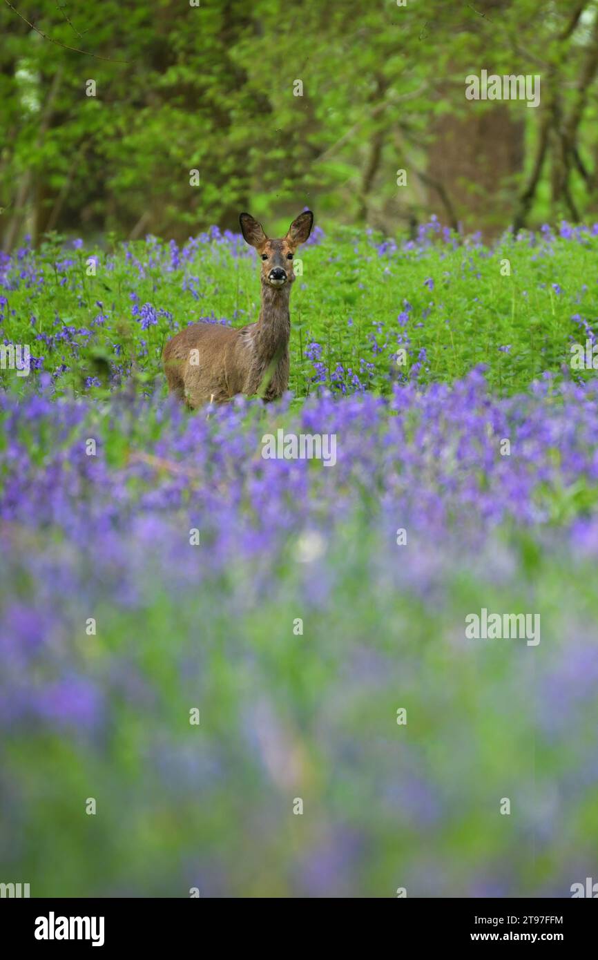 Rehe im Blauglockenwald an einem Frühlingsmorgen in Dorset Stockfoto