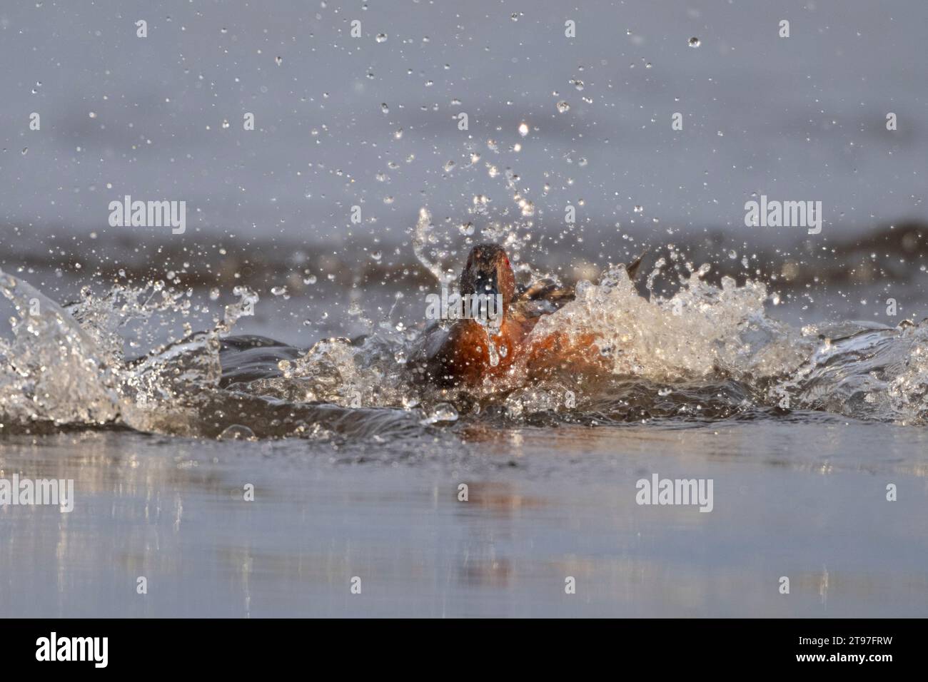 Cinnamon Teal (Spatula cyanoptera) landet in einem Teich im Yellowstone-Nationalpark, Wyoming. Das sind Dabbling-Enten, die im westlichen Amerika gefunden werden. Stockfoto
