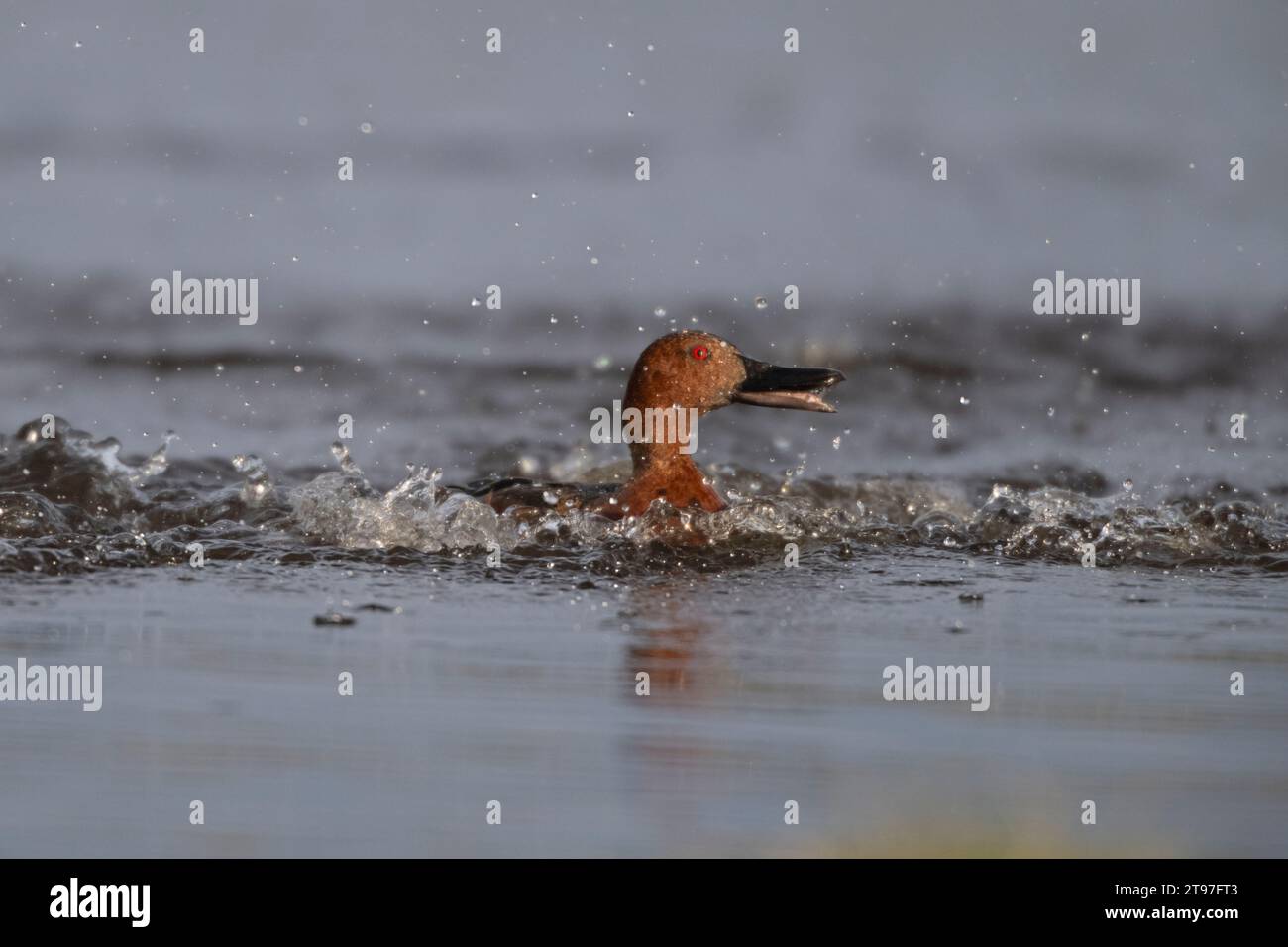 Cinnamon Teal (Spatula cyanoptera) landet in einem Teich im Yellowstone-Nationalpark, Wyoming. Das sind Dabbling-Enten, die im westlichen Amerika gefunden werden. Stockfoto