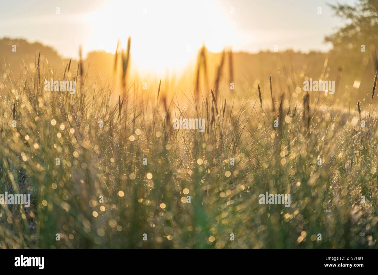 Deutschland, Hamburg, üppiges Gras in den Boberger Dünen bei Sonnenaufgang Stockfoto