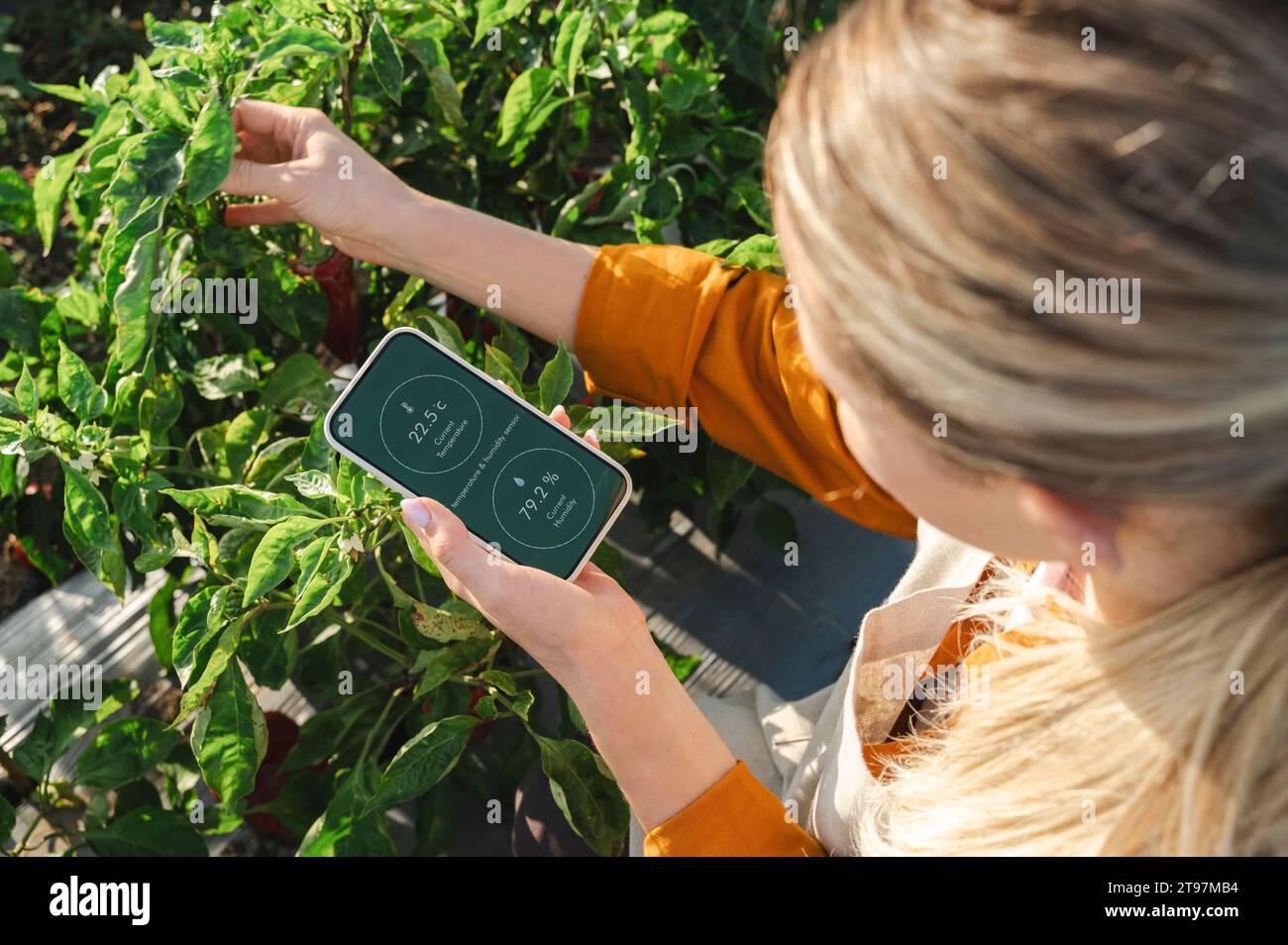 Landwirt, der die Luftfeuchtigkeit über das Smartphone auf dem Feld misst Stockfoto