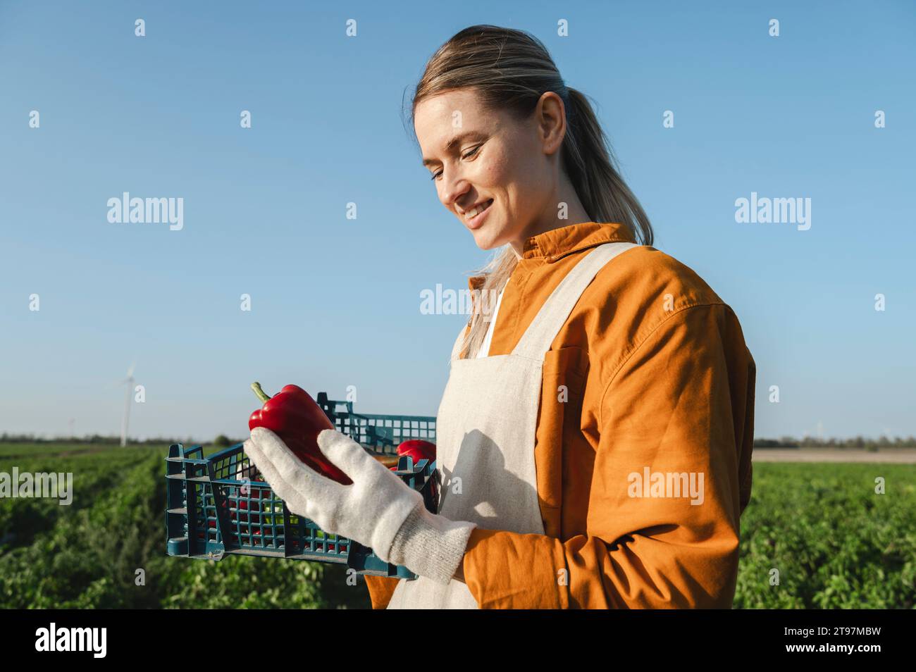 Glücklicher Bauer, der rote Paprika an sonnigen Tagen untersucht Stockfoto