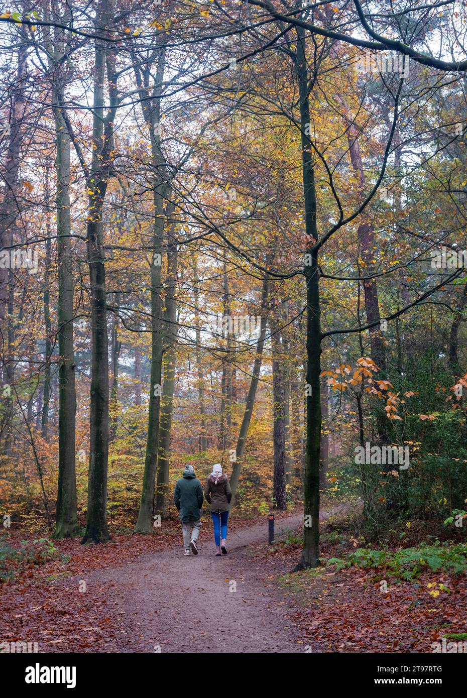 Ein paar Spaziergänge durch den farbenfrohen Herbstpark mit gefallenen Blättern in der Nähe von utrecht in den niederlanden Stockfoto