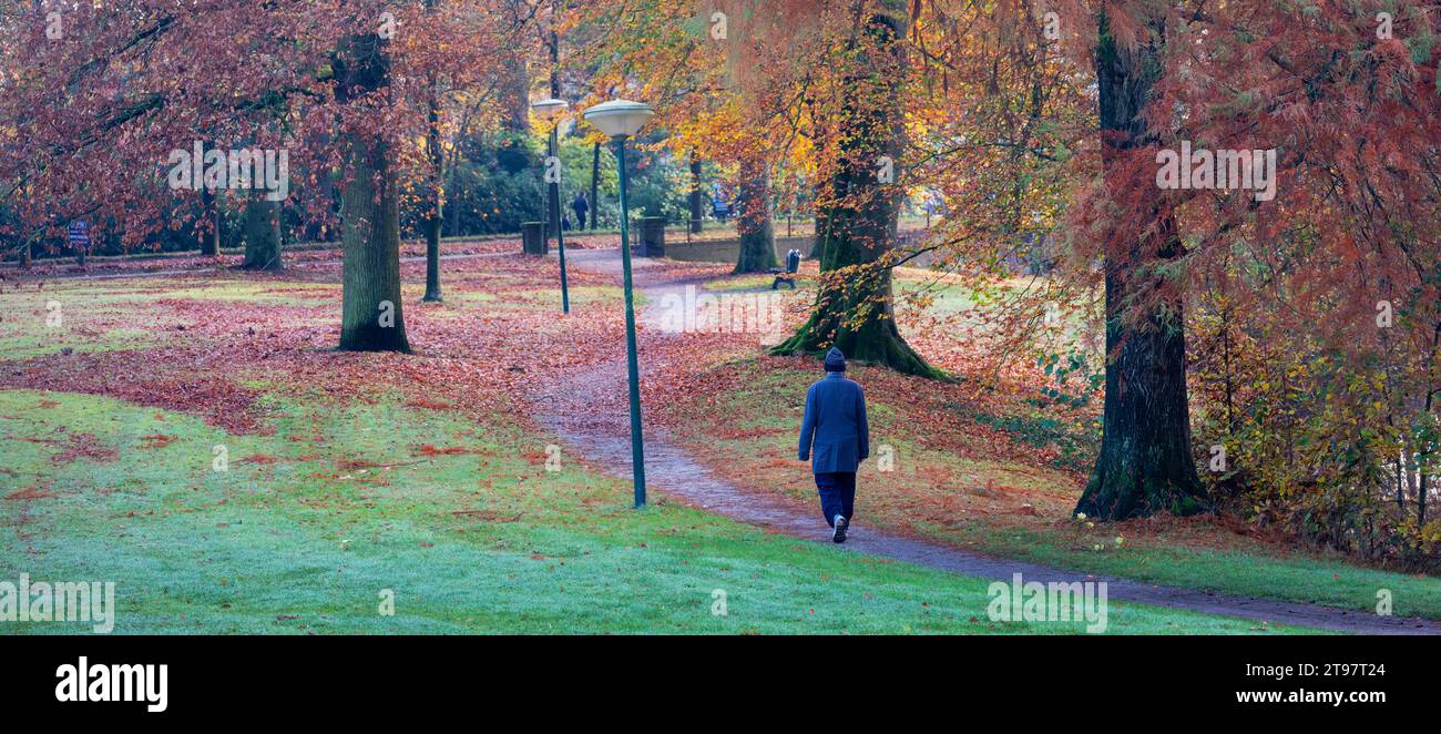 Der Mann spaziert durch den farbenfrohen Herbstpark mit gefallenen Blättern in der Nähe von utrecht in den niederlanden Stockfoto