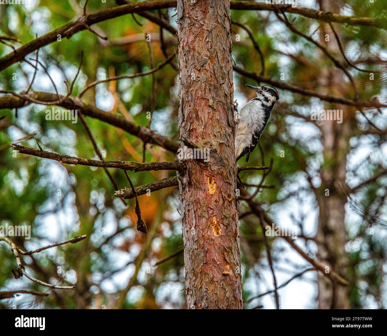 Speckvogel. Im kanadischen Wald, im Busch, traf ich einen Specht, einen Vogel, der hart arbeitete und ein bestimmtes Klopfgeräusch machte. Stockfoto