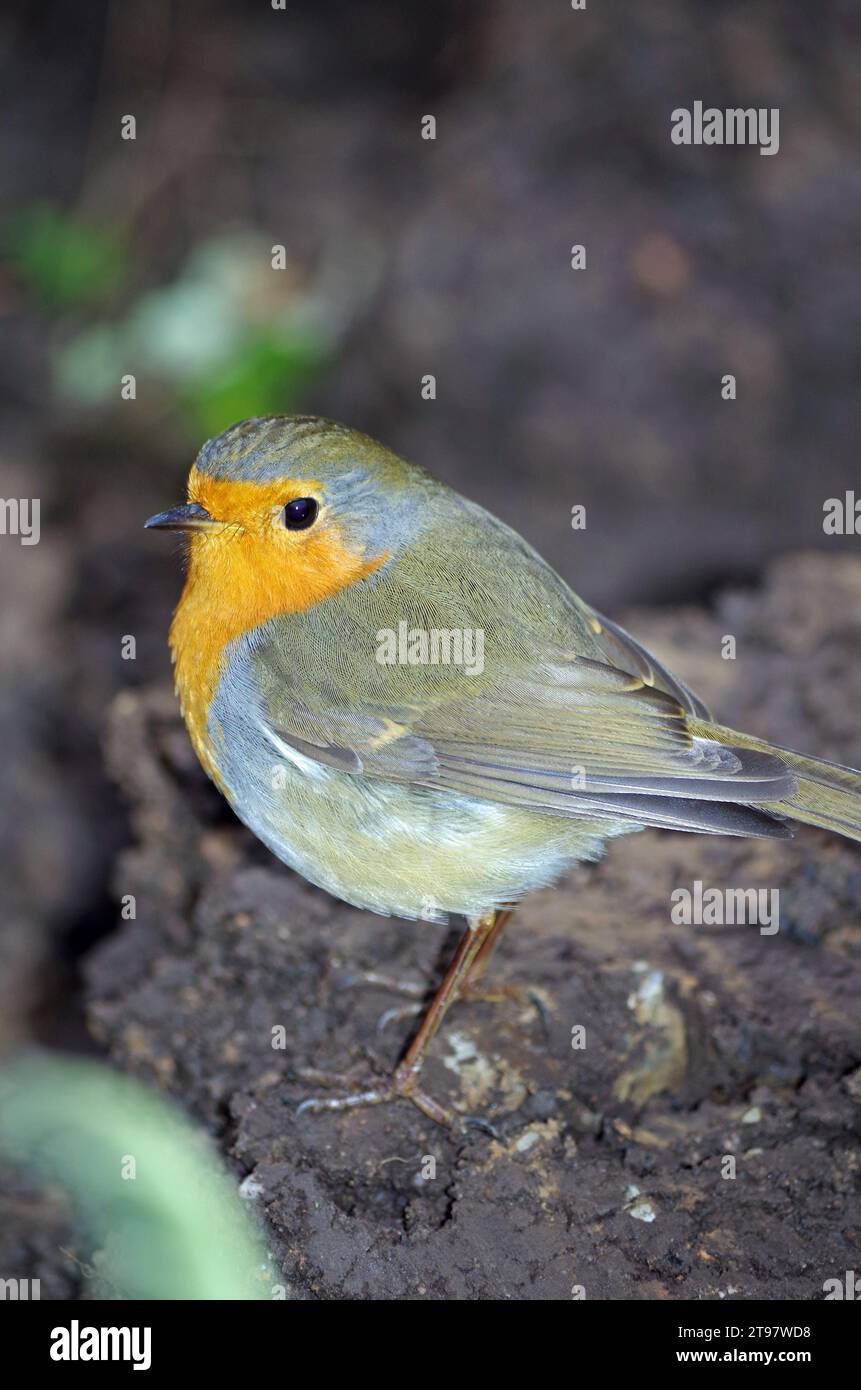 Niedliche robin-Nahaufnahme. Stockfoto