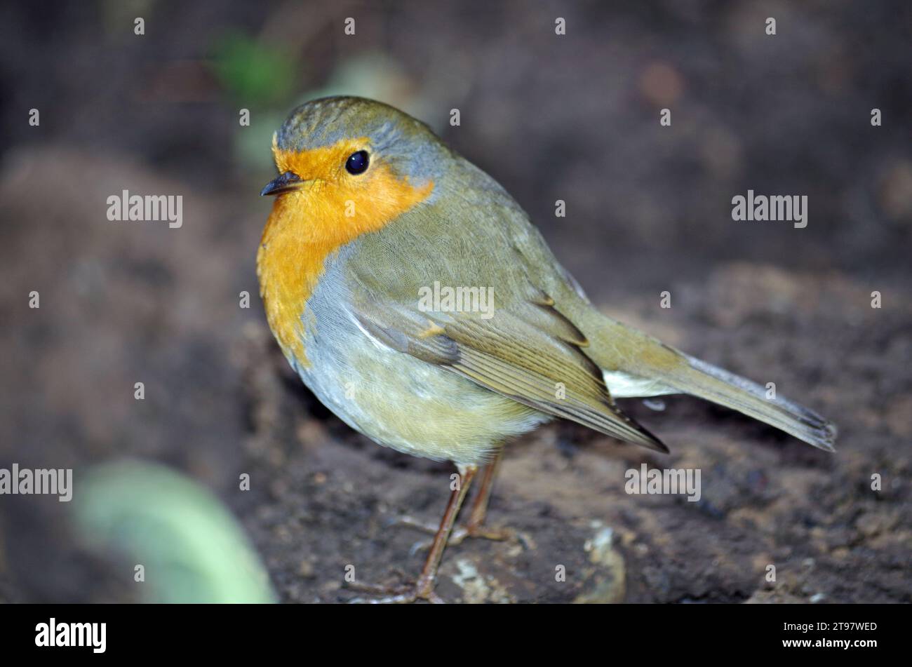 Niedliche robin-Nahaufnahme. Stockfoto