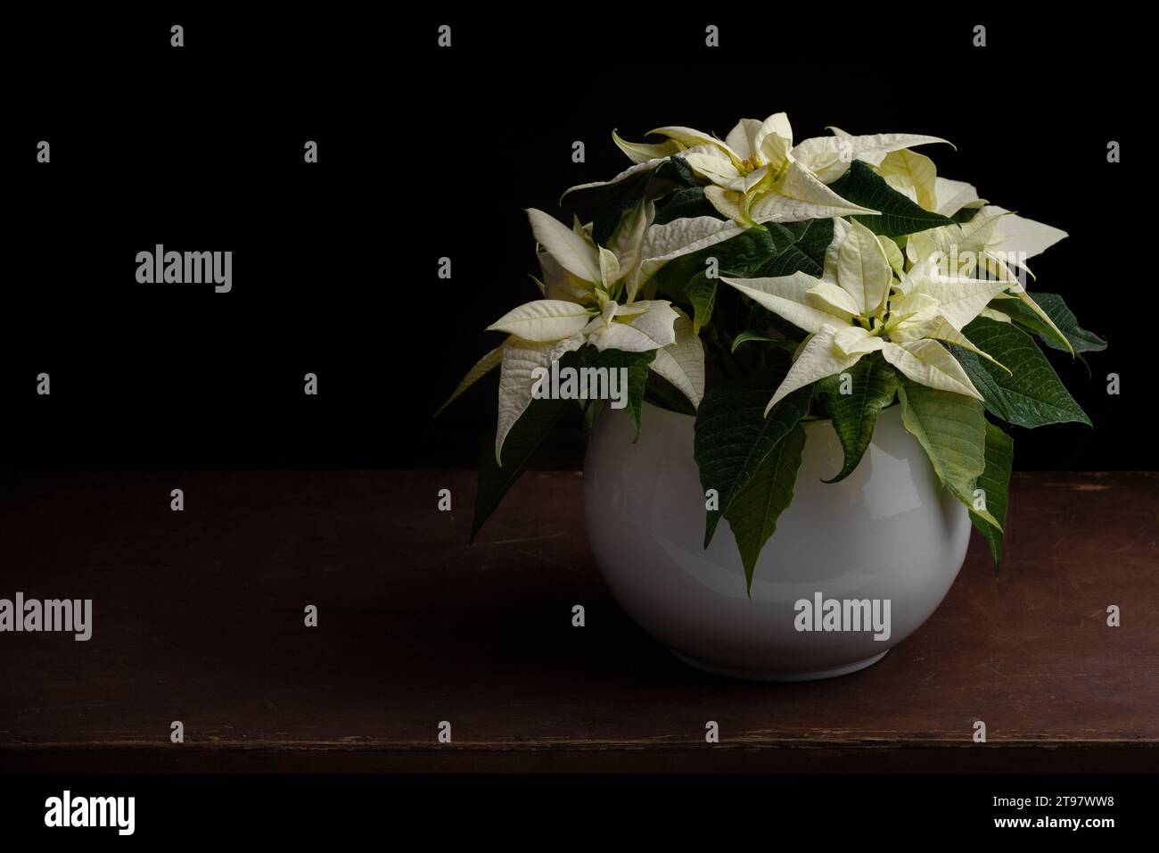 Weiße Winterblume Poinsettia auf schwarzem Hintergrund Stockfoto
