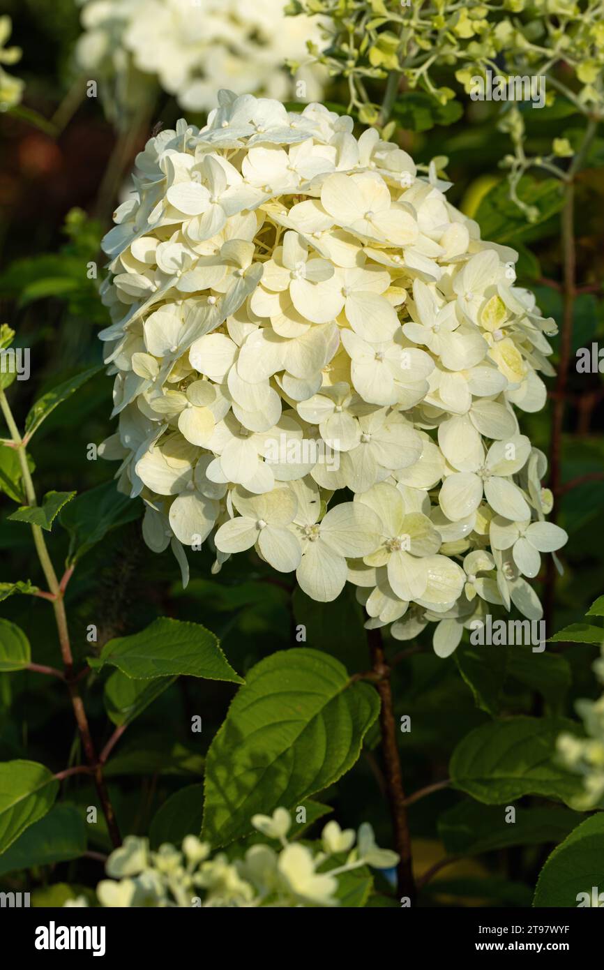 Nahaufnahme der Hortensie paniculata Limelight blüht im Sommer in Großbritannien. Stockfoto