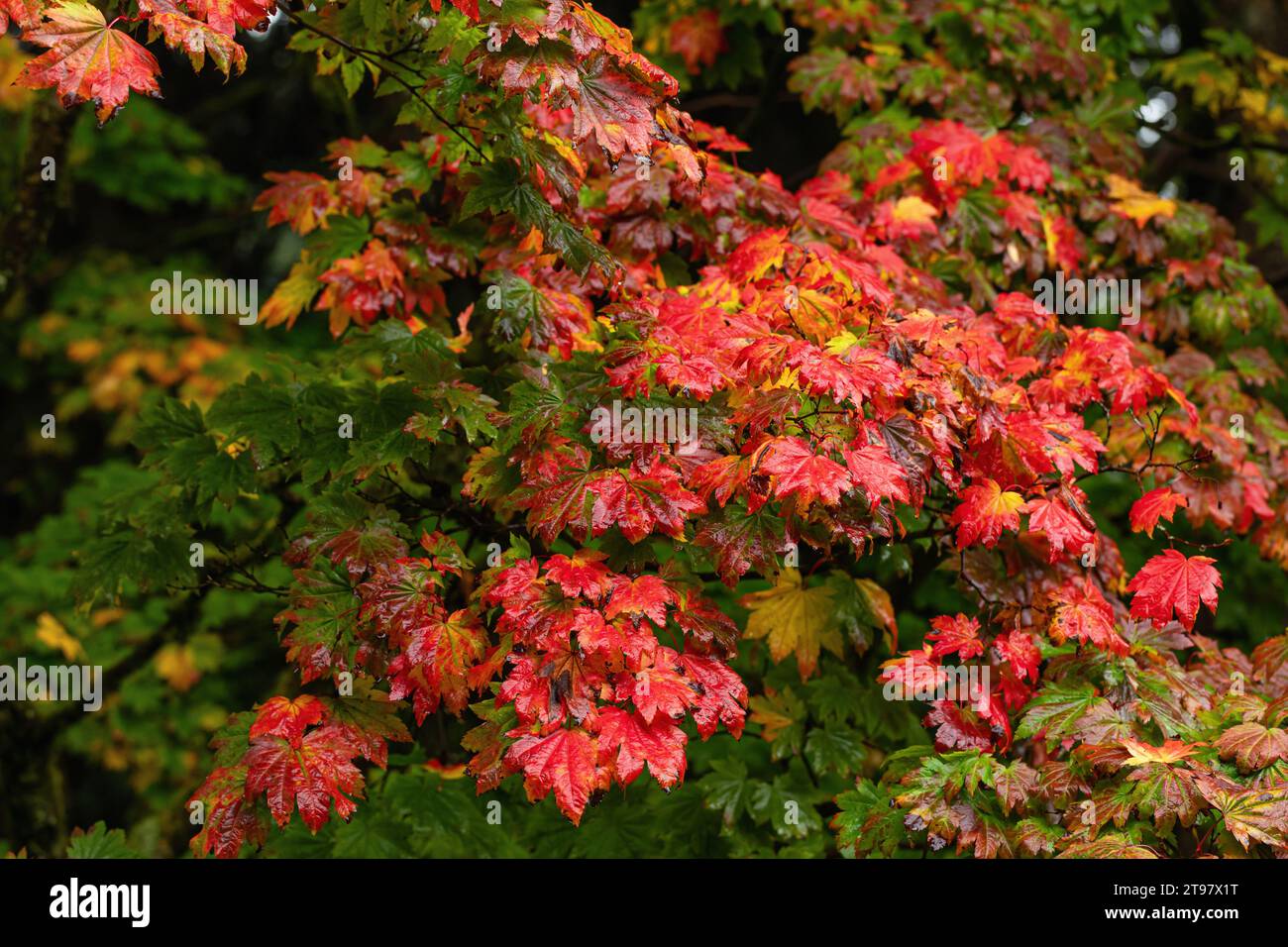 Nahaufnahme der hellroten, nassen Herbstblätter von Acer japonicum Vitifolium / Vine Leave Maple bedeckt mit Regentropfen. Westonbirt Arboretum, England, Vereinigtes Königreich Stockfoto