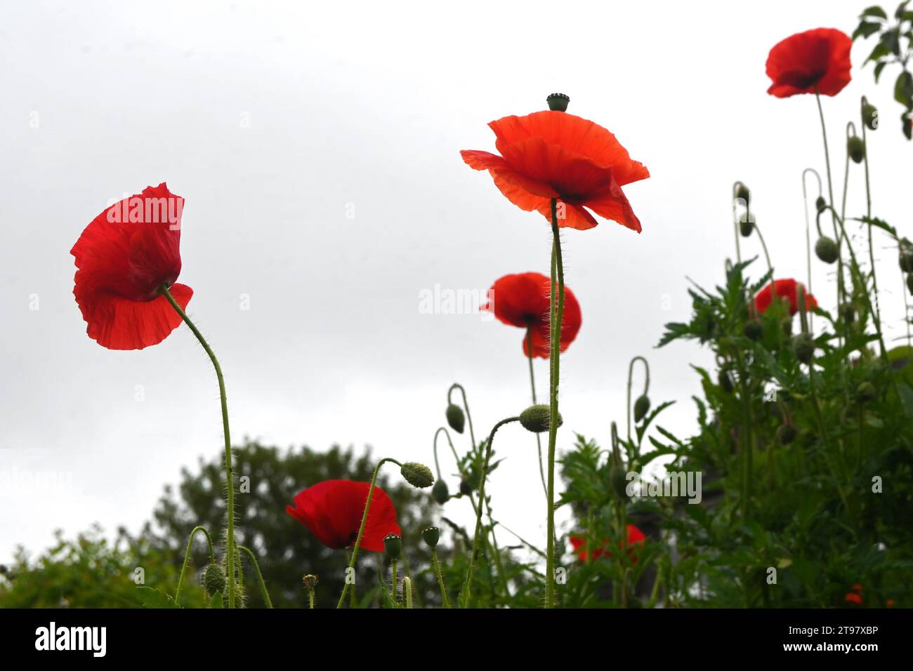 Mohn im Feld wachsen Stockfoto