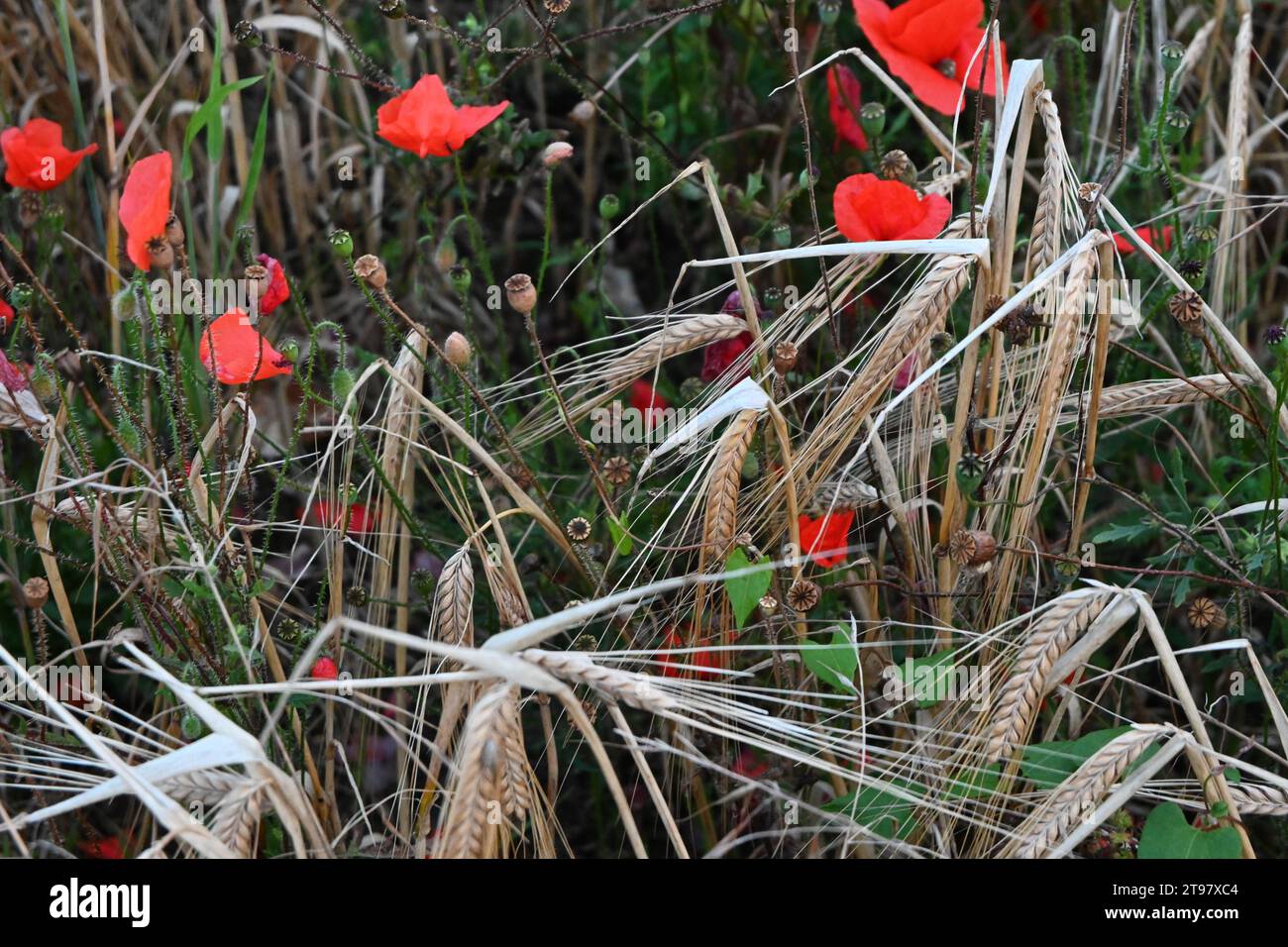 Mohn im Feld wachsen Stockfoto