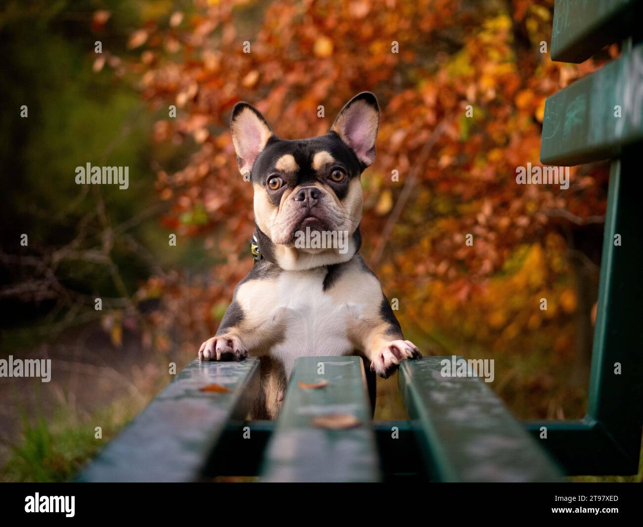 Französische Bulldogge - Schwarz und Tan - Herbstfarben stehend mit Blick in die Kamera Stockfoto