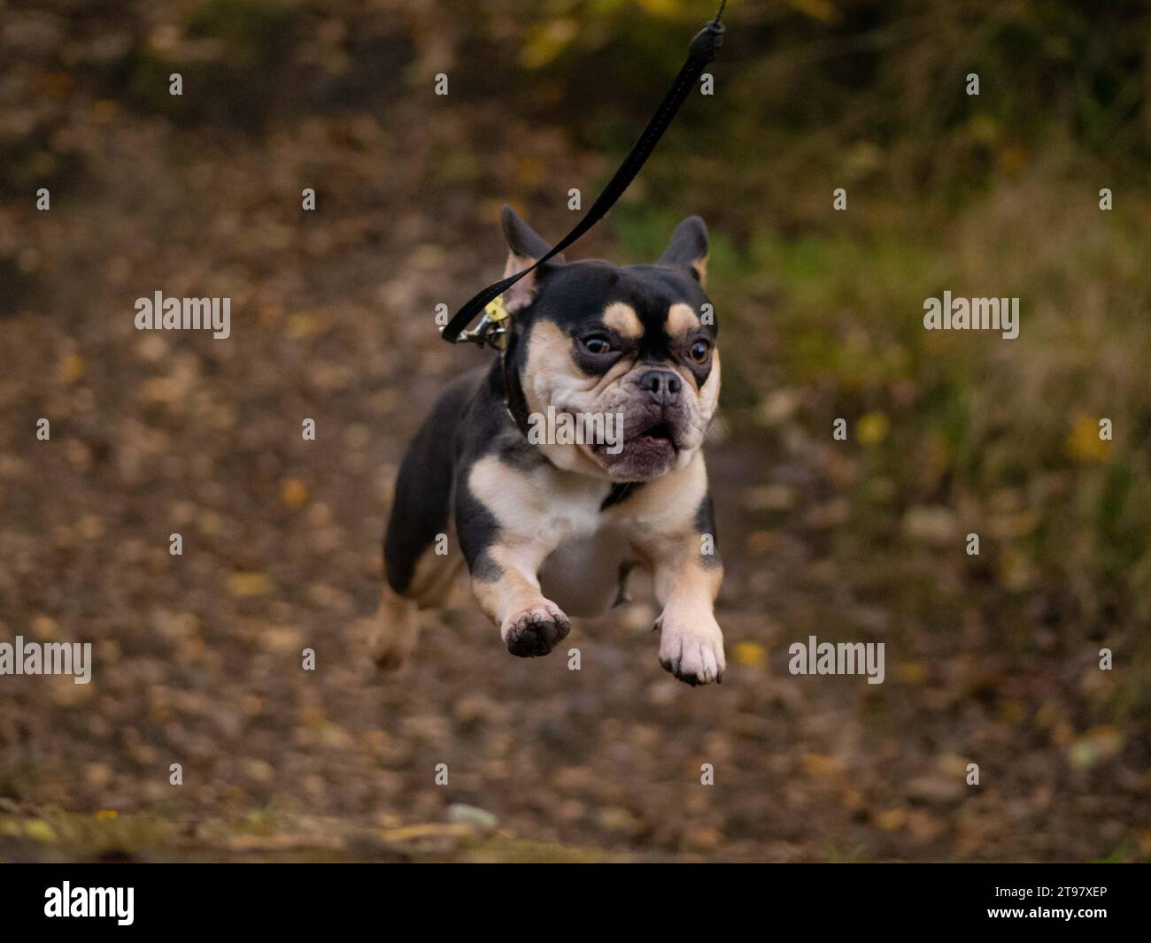 Französische Bulldogge - Schwarz und Tan - springender Mid Air Action Shot Stockfoto