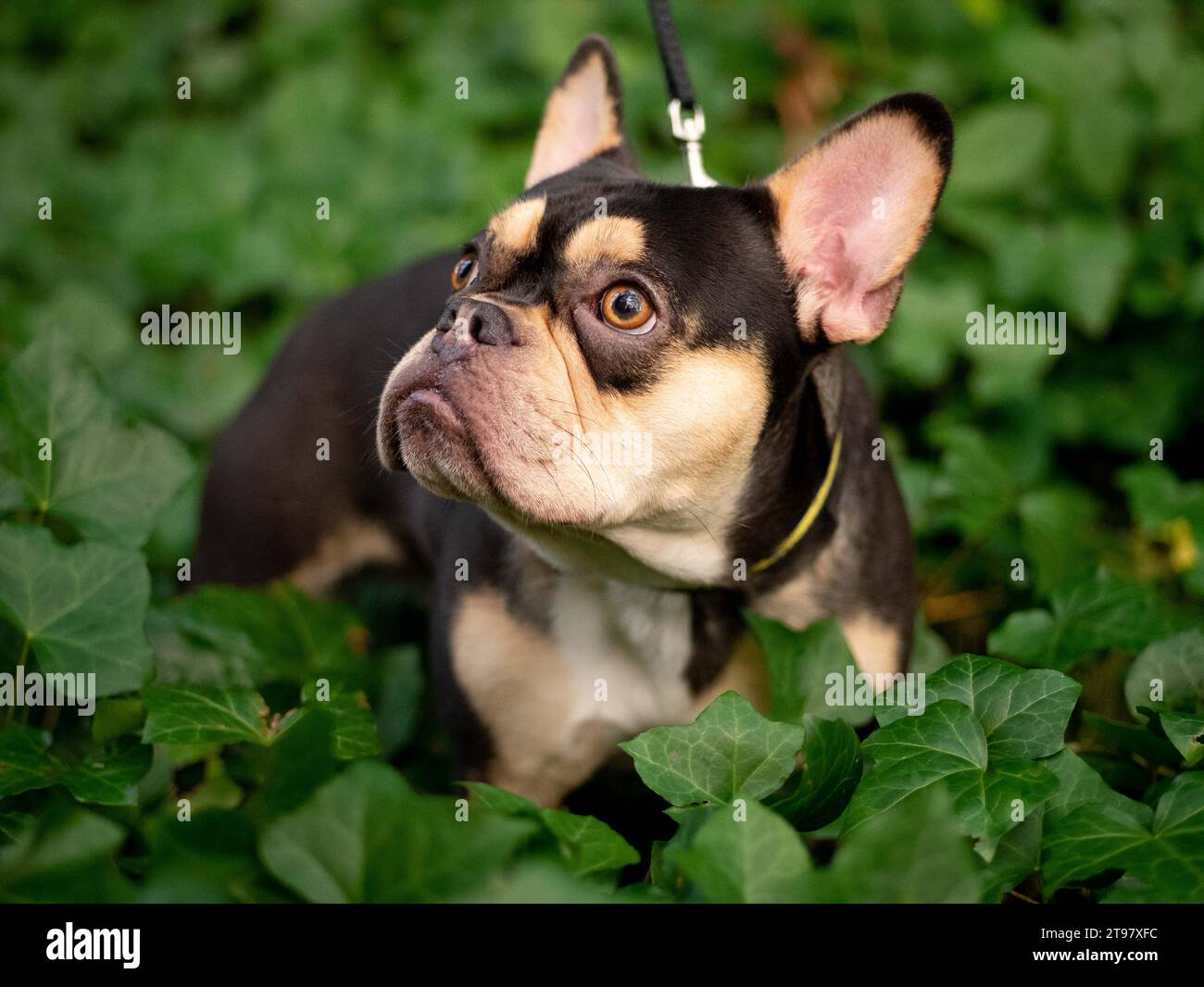 Französische Bulldogge - Schwarz und Tan - Grüner Evy, der nach oben blickt Stockfoto