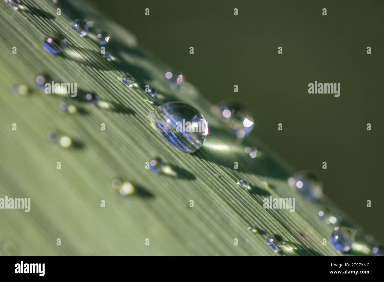 Regen fällt auf ein Blatt-Makro Stockfoto