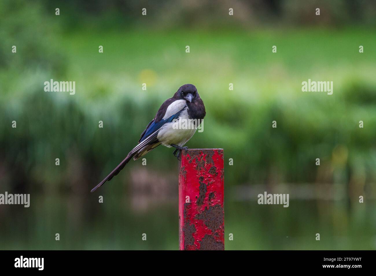 Magpie auf der Roten Post Stockfoto