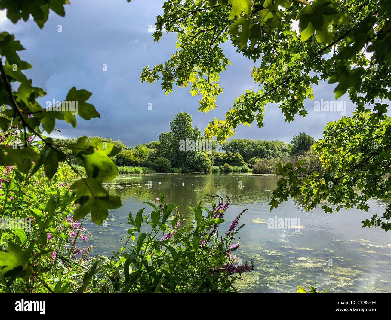 Mouldon Lake, eingerahmt von Ästen Stockfoto