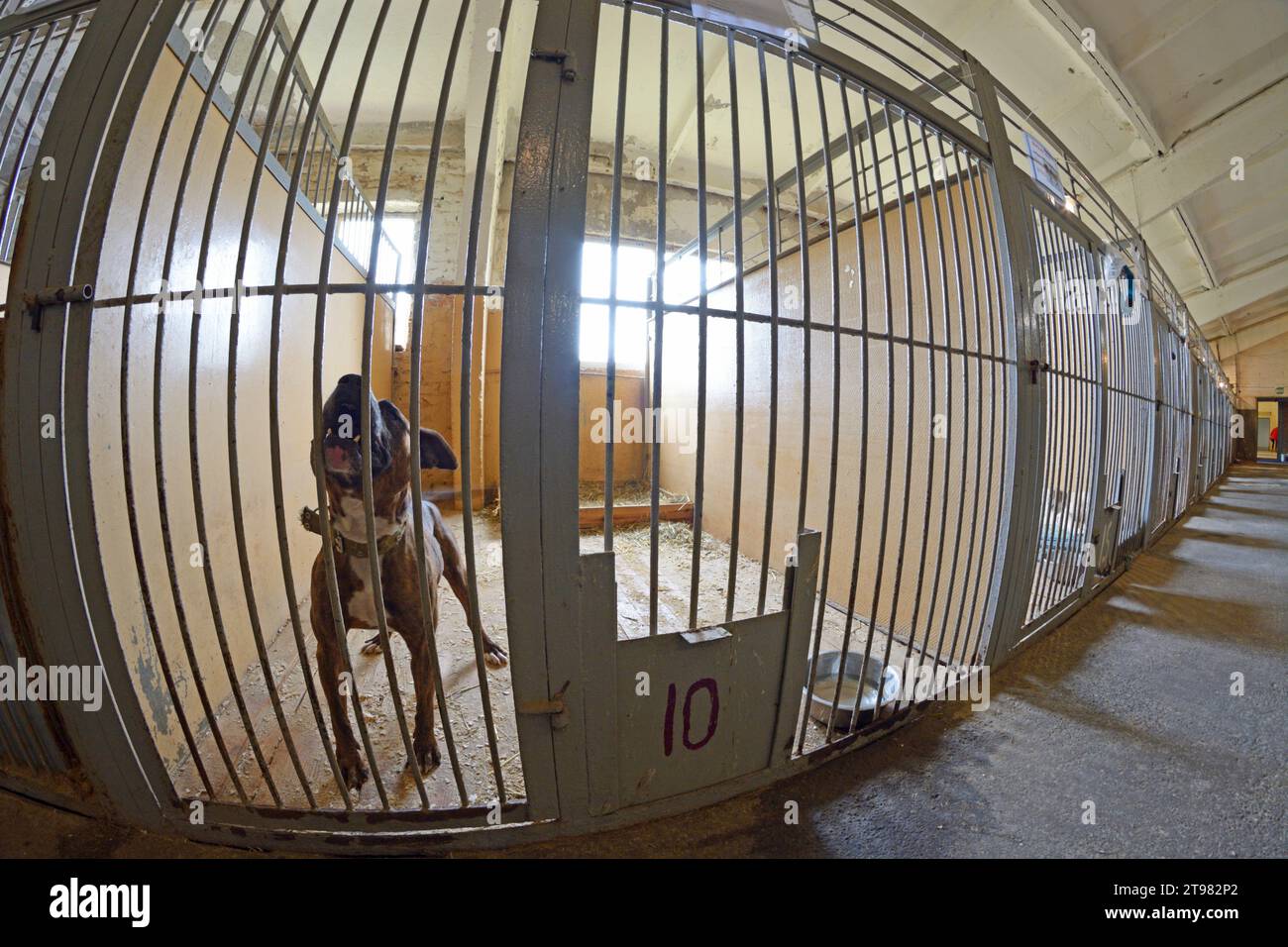Städtisches Tierheim: Hangar mit einer Reihe von Indoor-Volieren, streunende Hunde bellen hinter Gittern. Borodjanka, Ukraine. Stockfoto