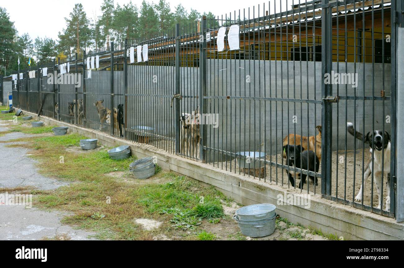 Kommunales Tierheim: Streunende Hunde bellen hinter Gittern in Freiluftvolieren. Borodjanka, Ukraine. Stockfoto