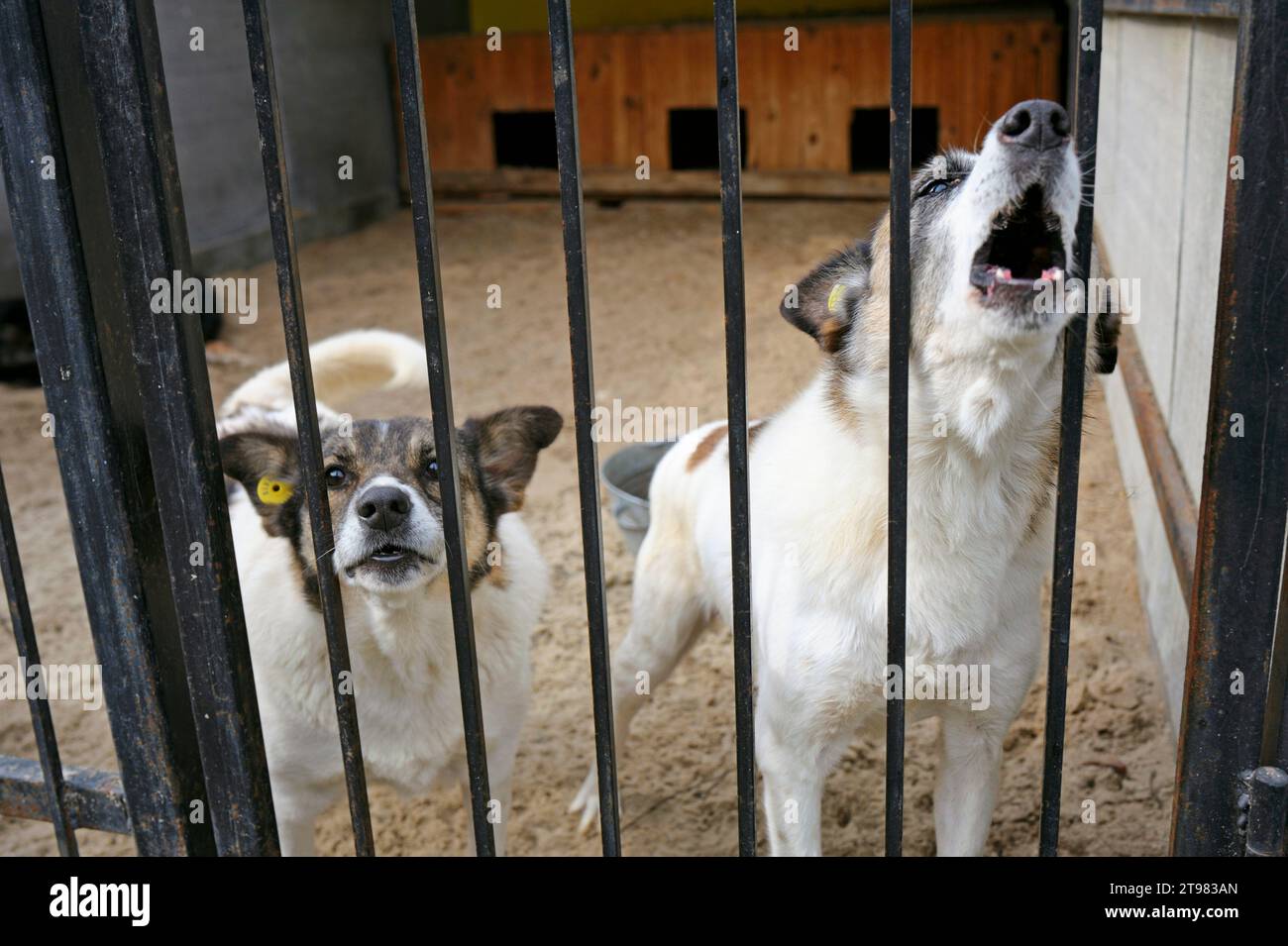 Kommunales Tierheim: Streunende Hunde bellen hinter Gittern in der Freiluftvoliere. Borodjanka, Ukraine. Stockfoto