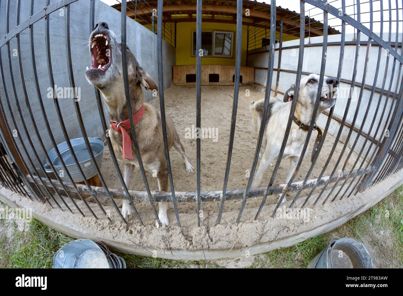 Kommunales Tierheim: Streunende Hunde bellen hinter Gittern in der Freiluftvoliere. Borodjanka, Ukraine. Stockfoto