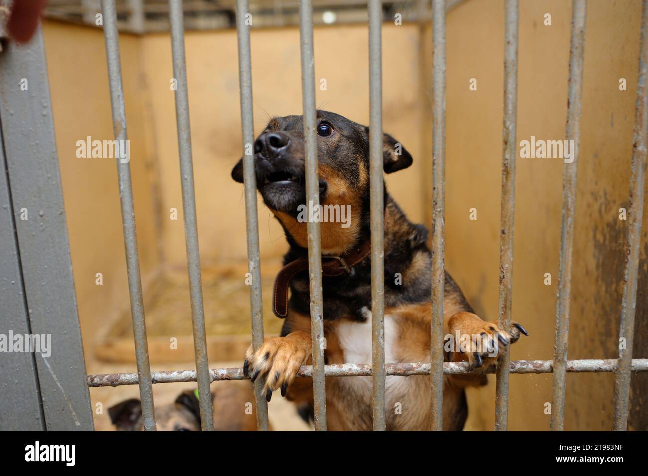 Aggressiver streunender Hund, der hinter Gittern der Innenvoliere bellt. Kommunales Tierheim. Borodjanka, Ukraine Stockfoto