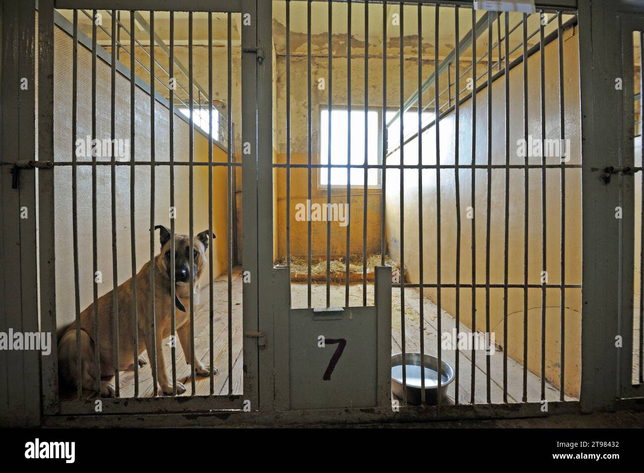 Traurige streunende Hunde, die hinter Gittern der Innenvoliere liegen. Kommunales Tierheim. Borodjanka, Ukraine. Stockfoto
