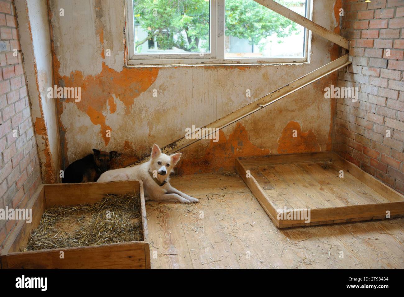 Traurige streunende Hunde, die hinter Gittern der Innenvoliere liegen. Kommunales Tierheim. Borodjanka, Ukraine. Stockfoto