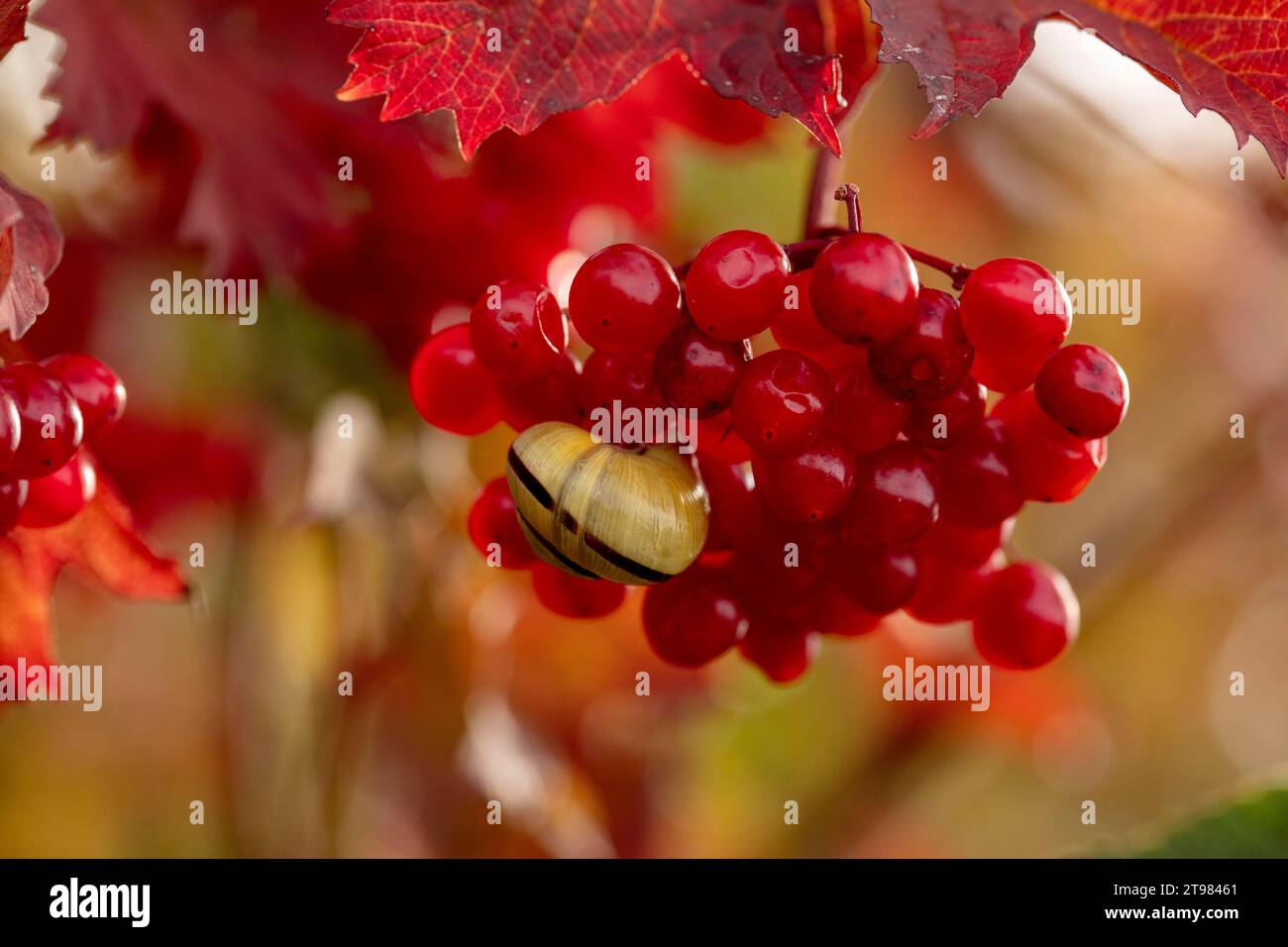 Nahaufnahme des Naturporträt einer kleinen Schnecke auf den leuchtend roten Beeren von Viburnum lantana, dem gewöhnlichen Wanderbaum, in herrlicher herbstlicher Sonne Stockfoto
