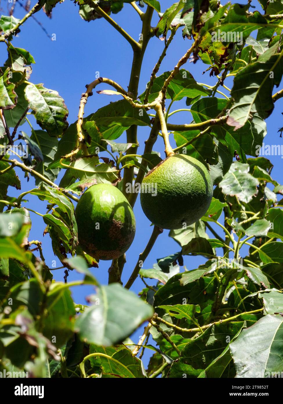 Avocadobirne auf Baum in Taganana, Teneriffa, Kanarischen Inseln, Spanien, Tourismus, Wintersonne, Sightseeing. Natürliches Nahaufnahme-Pflanzenporträt Stockfoto