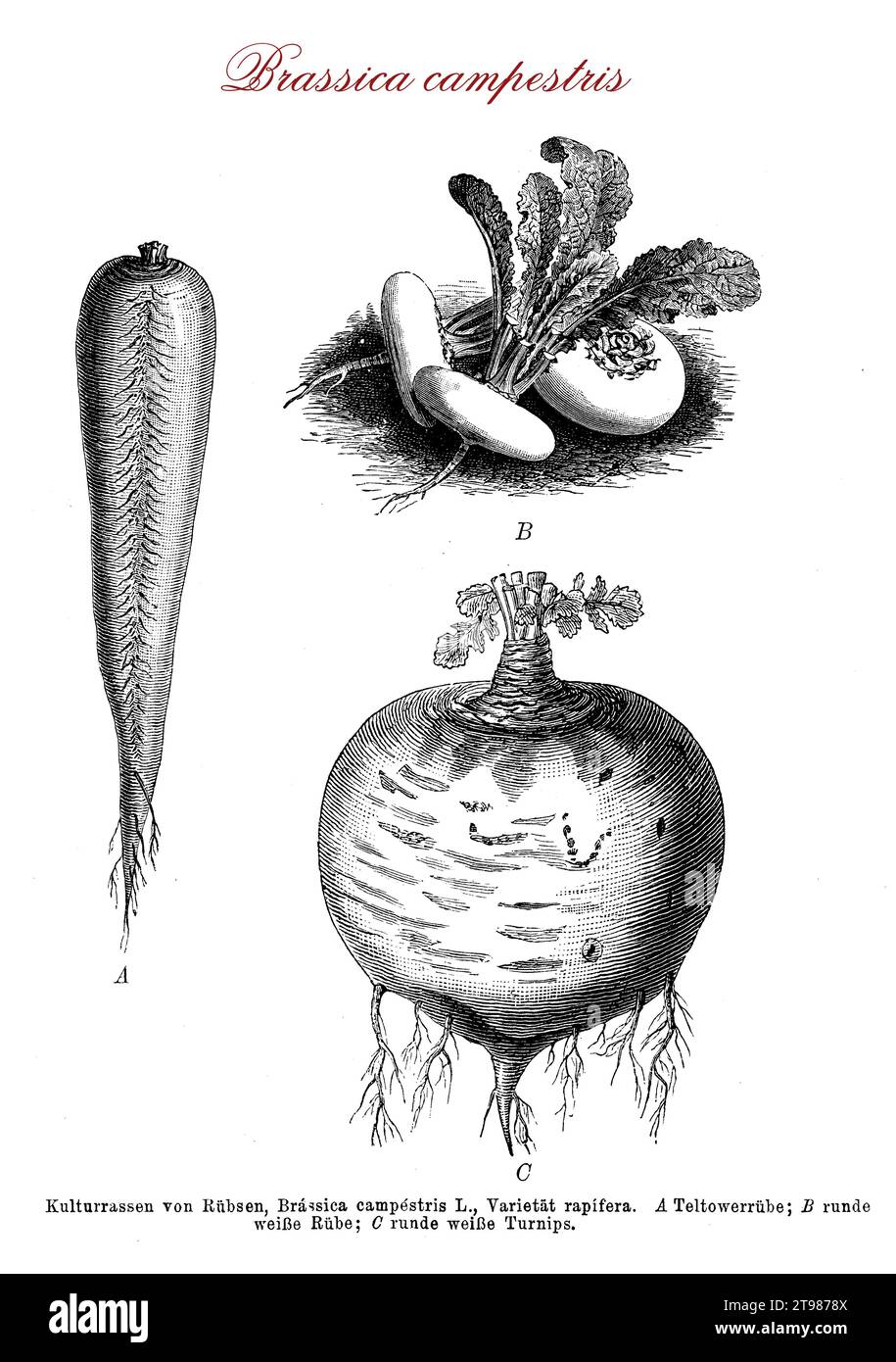 Brassica rapa oder Brassica campestris Pflanzenarten verschiedener weit verbreiteter Formen, einschließlich der Rüben und des Chinakohls, die üblicherweise für frische und gekochte Lebensmittel verwendet werden Stockfoto