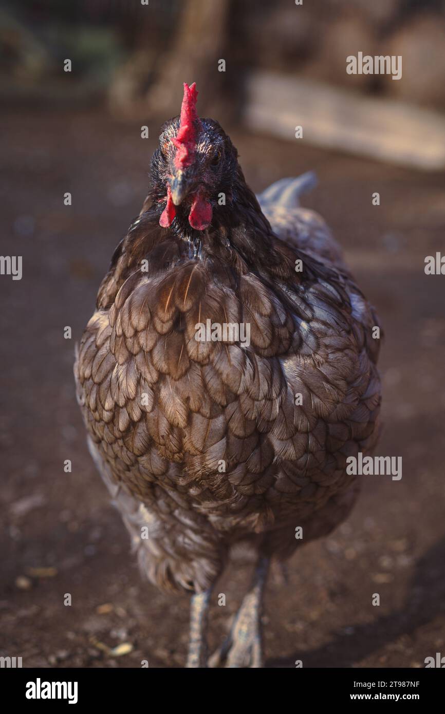 Nahaufnahme eines Maran-Hühnchens auf einer Freilandfarm. Bio-Bauernhof. Nachhaltiger Lebensstil. Stockfoto