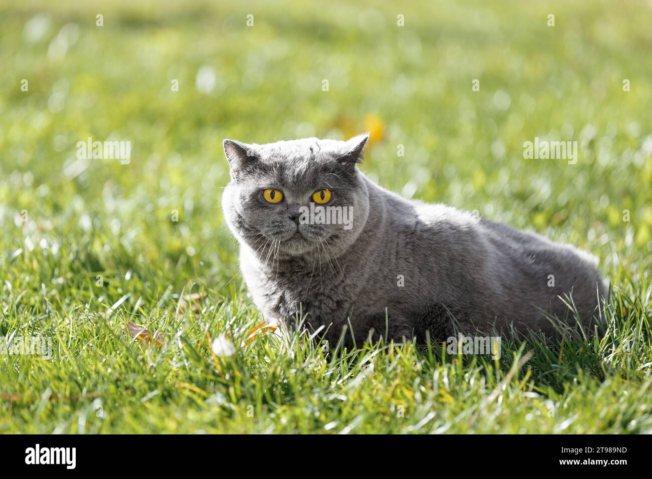 Eine fette britische Katze mit großen gelben Augen liegt auf grünem Gras mit gefallenen Blättern im Park. Fettleibige graue schottische Katze, die draußen auf dem Rasen ruht. Stockfoto