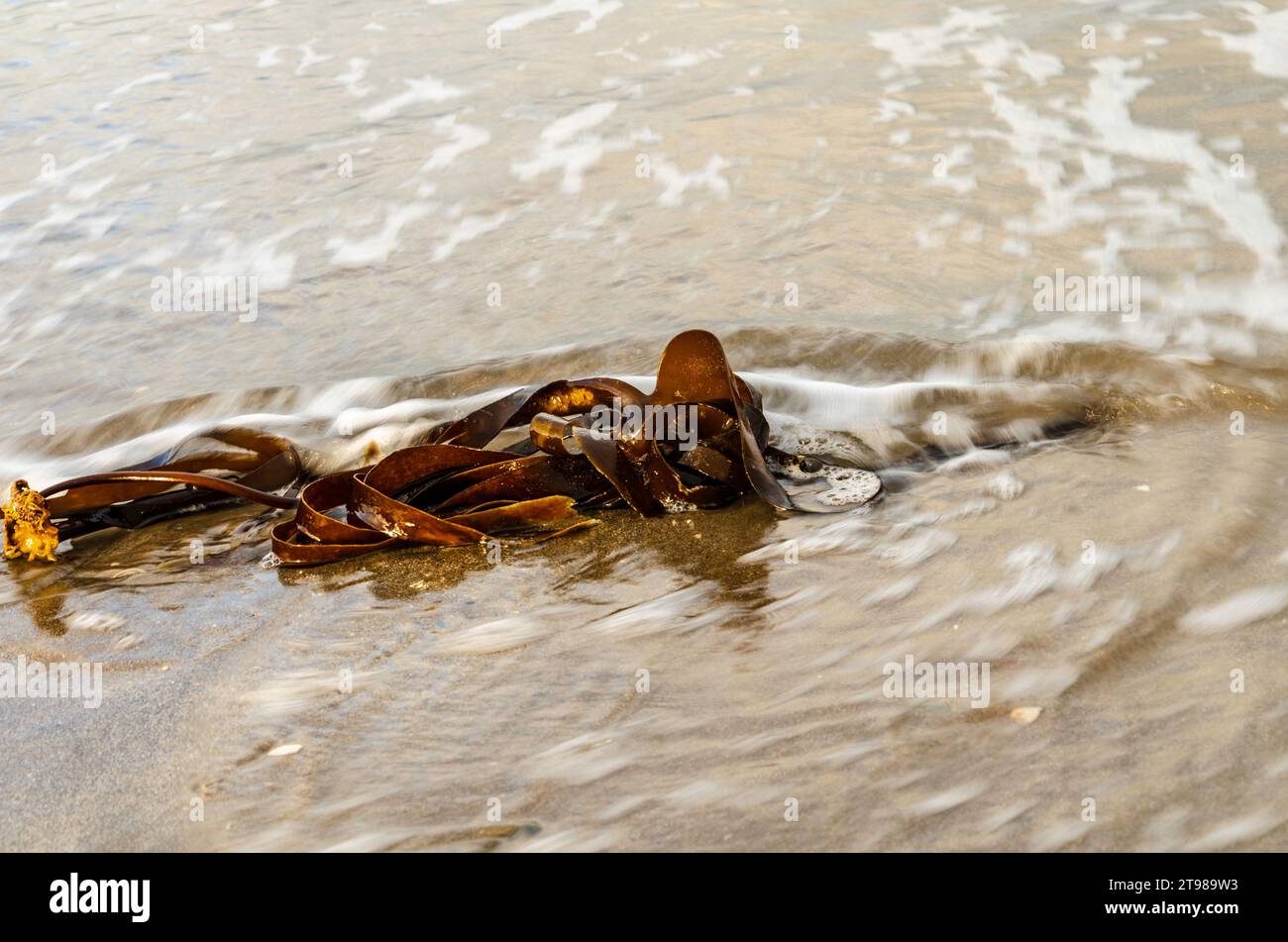 Meeresalgen wurden am Groomsport Beach angespült, wenn die Flut kommt. Stockfoto