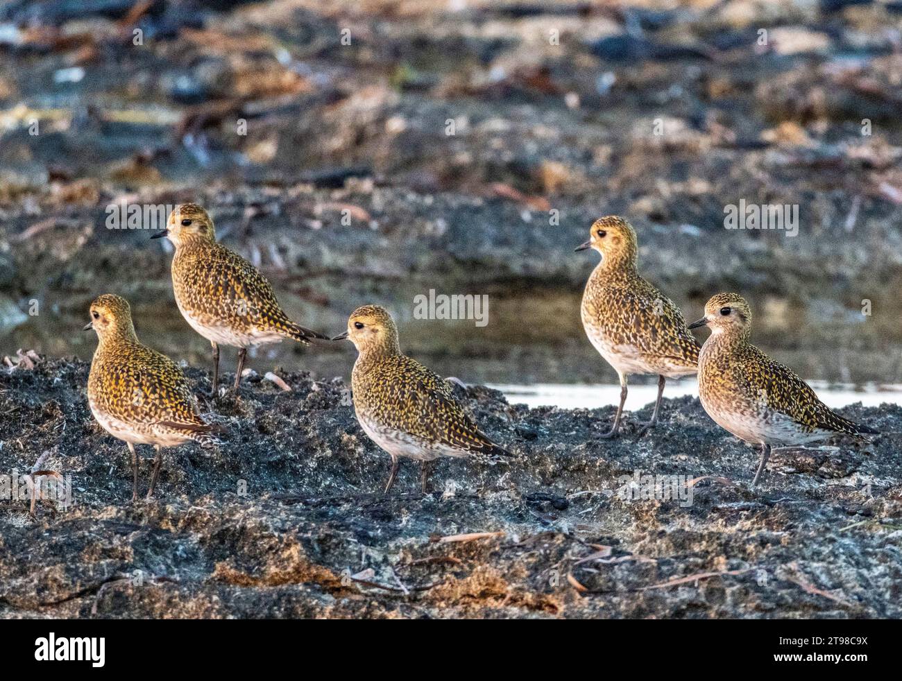 Eine Gruppe von europäischen Goldpfeifern (pluvialis apricaria) an der Küste bei Sonnenuntergang, Paphos, Zypern. Stockfoto