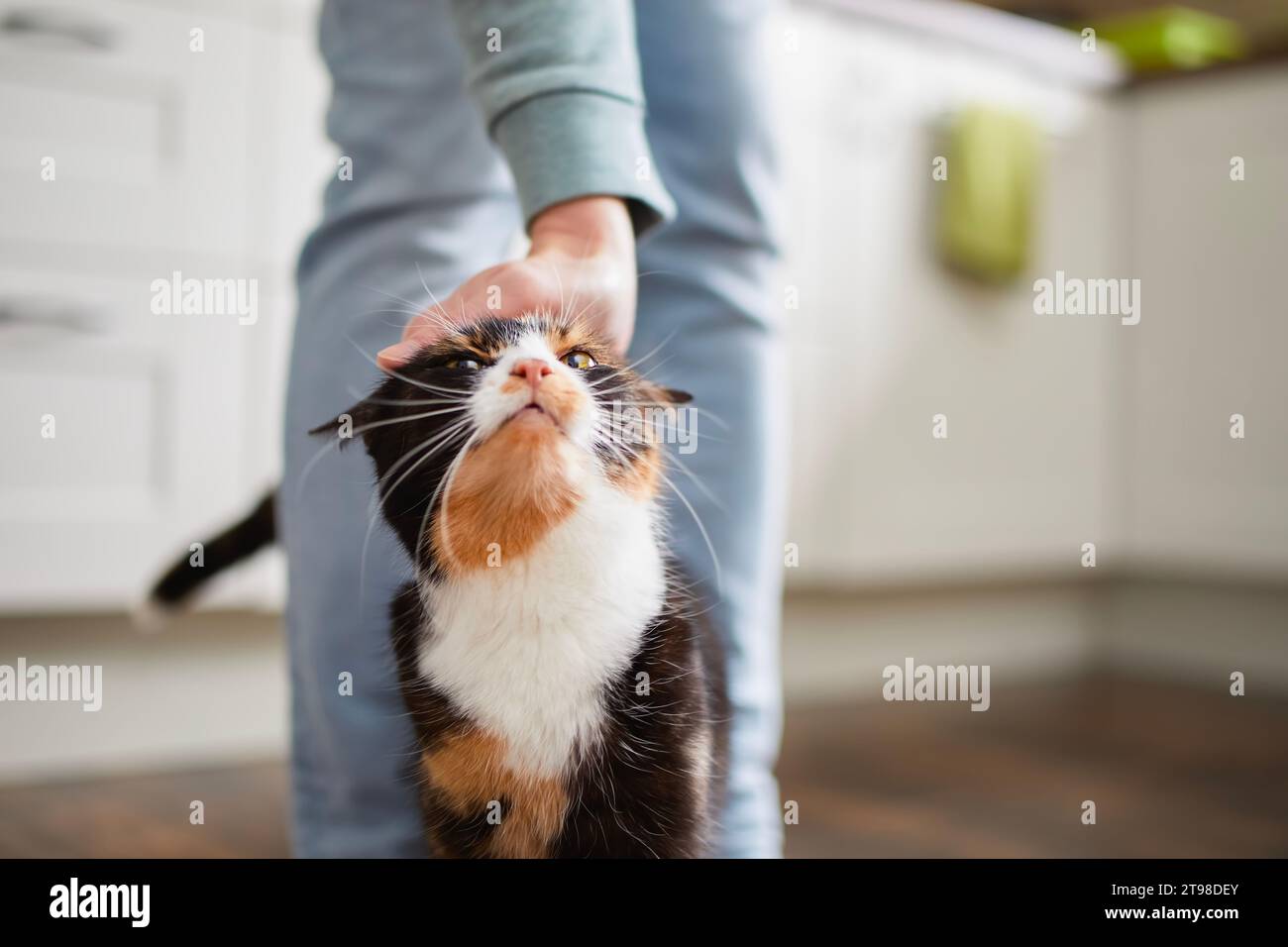 Hausleben mit Haustier. Die Katze wird mit ihrem Besitzer zu Hause begrüßt. Die Hand des Mannes streichelt eine Tabbykatze. Stockfoto