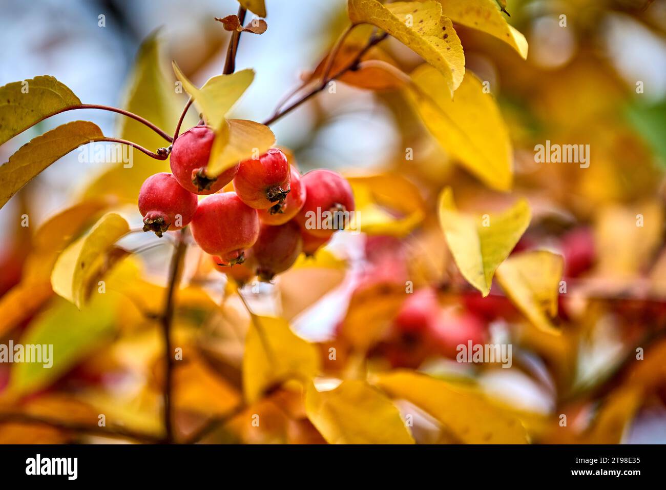 Reife rote Äpfel mit im Herbst mit goldenen Blättern Stockfoto