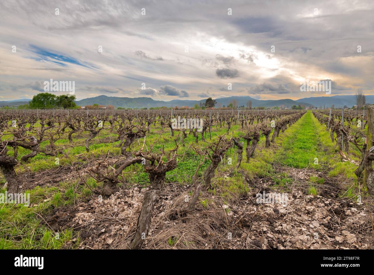 Blick auf die Rebstöcke eines Weinbergs nach der Ernte, bevor sie nachwachsen, Santa Cruz, Chile Stockfoto
