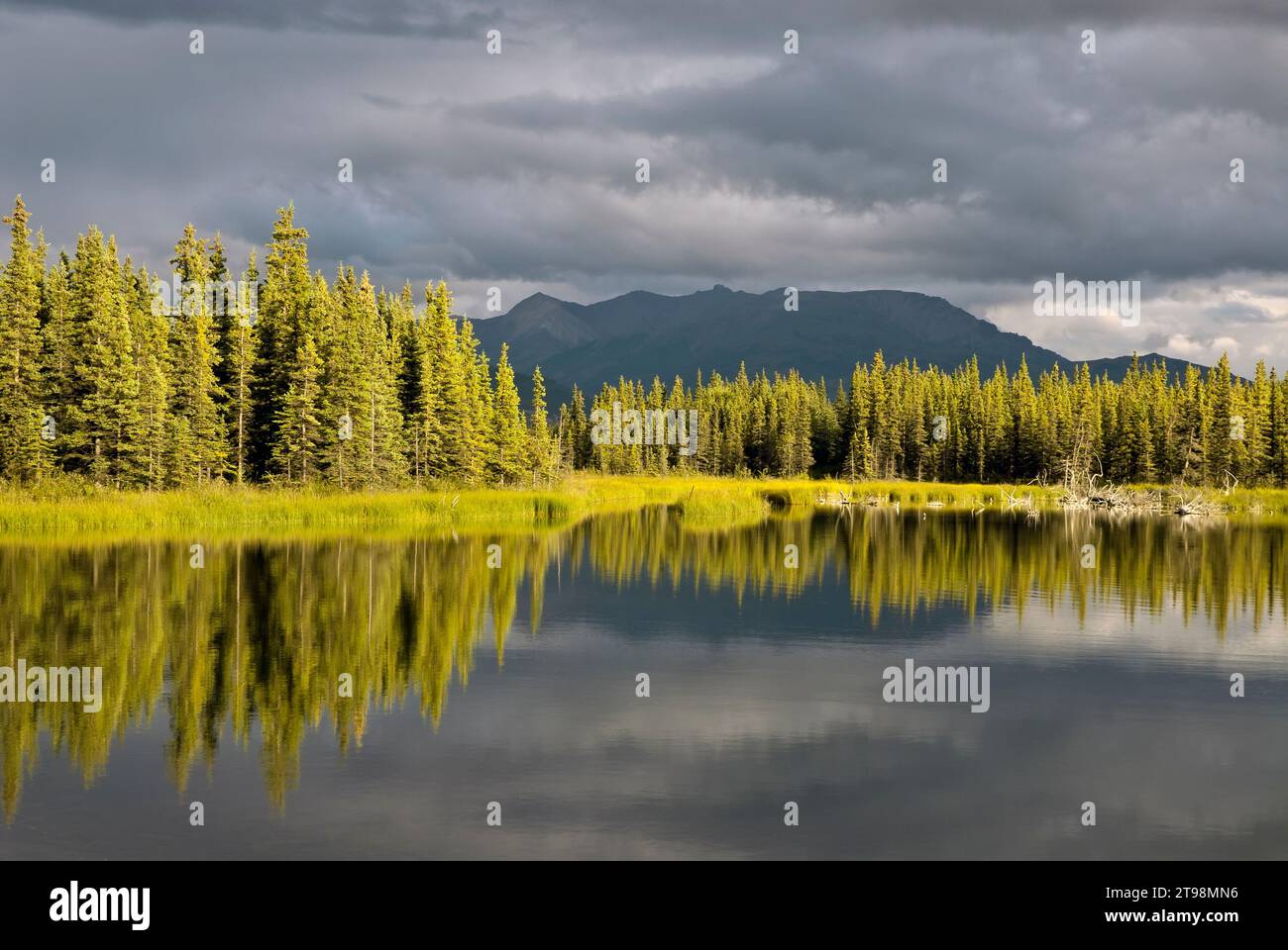 Fichtenwald Reflection, Alaska Stockfoto