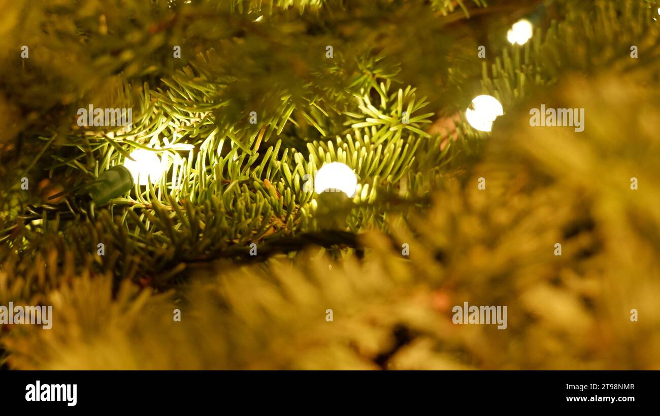 In einem Weihnachtsbaum Stockfoto