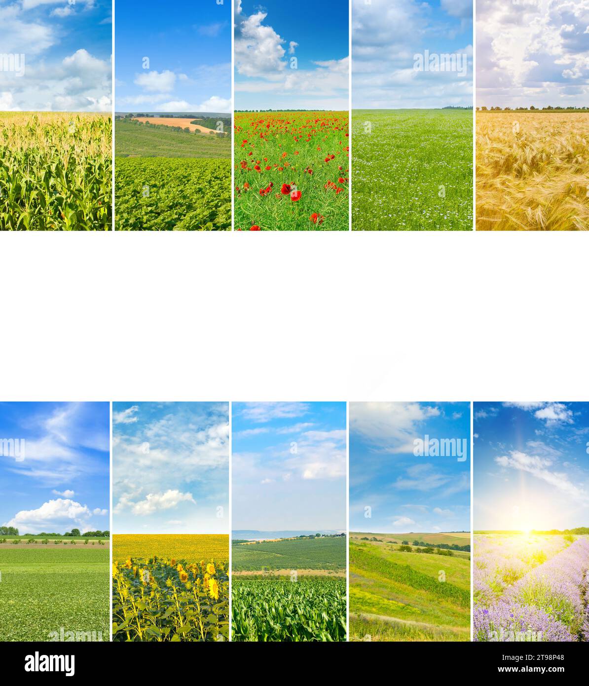 Fotocollage landwirtschaftlicher Felder. Freier Platz für Text. Stockfoto