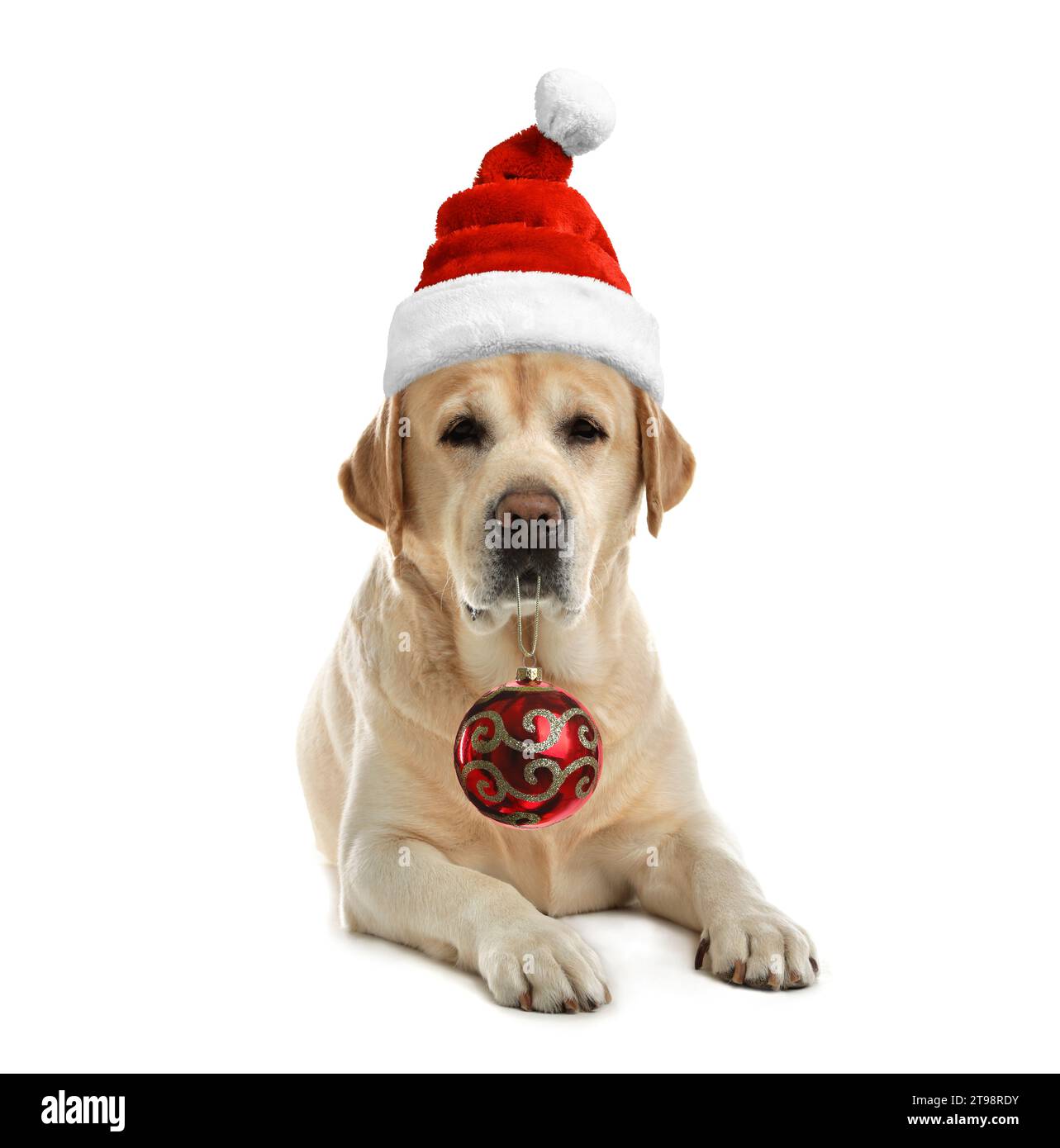 Entzückender Hund im Weihnachtsmann-Hut, der roten Weihnachtskugel isoliert auf weiß hält Stockfoto