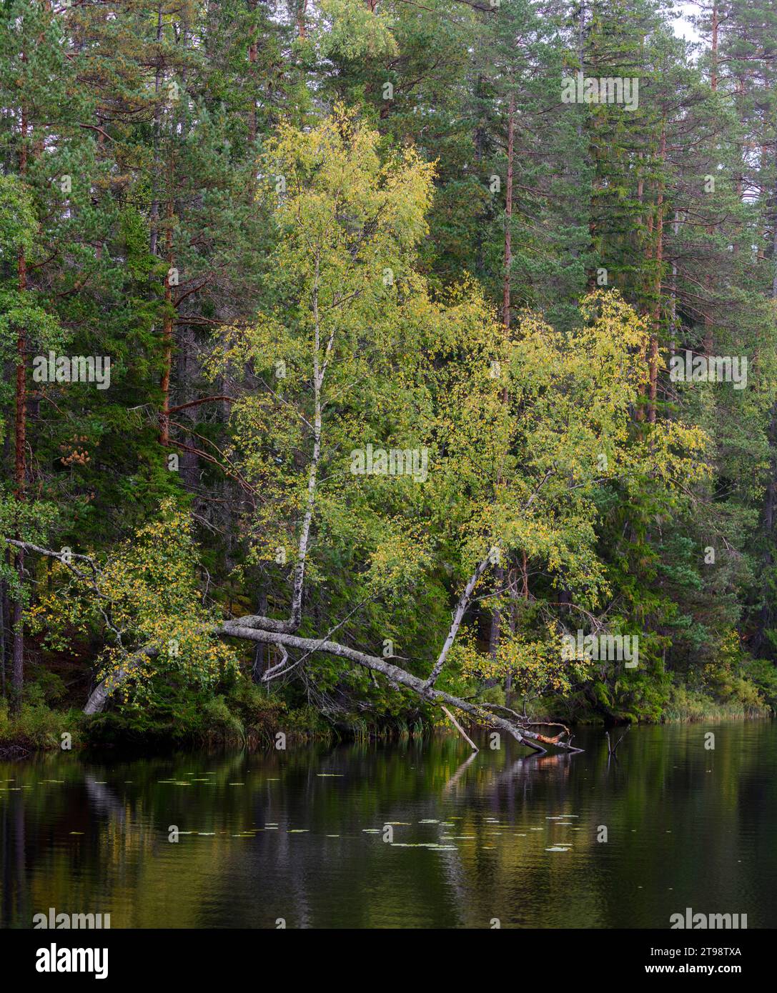 Birken mit Herbstfarben an einem See Stockfoto